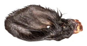 Hovězí ucho sušené se srstí 1ks