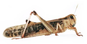 Saranče - dospělci 1 ks