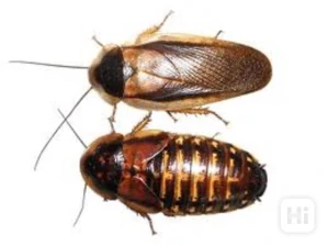 Šváb Argentínský (Blaptica dubia) krabička