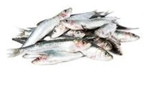 Sleď nekuchaný celý 2kg